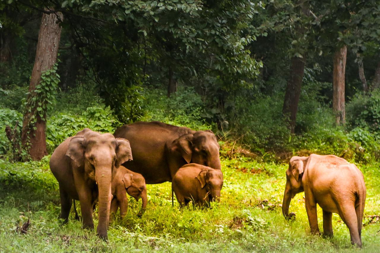 Kings Sanctuary Nagarhole & Kabini Hunsur Dış mekan fotoğraf